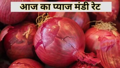 19 June 2025 Pyaj Mandi Bhav