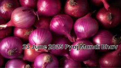 23 June 2025 Pyaj Mandi Bhav