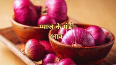 26 June 2025 Pyaj Mandi Bhav