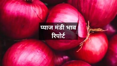 27 June 2025 Pyaj Mandi Bhav