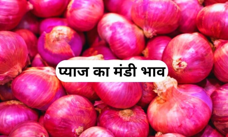 28 June 2025 Pyaj Mandi Bhav